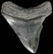 Serrated, Juvenile Megalodon Tooth #70520-1